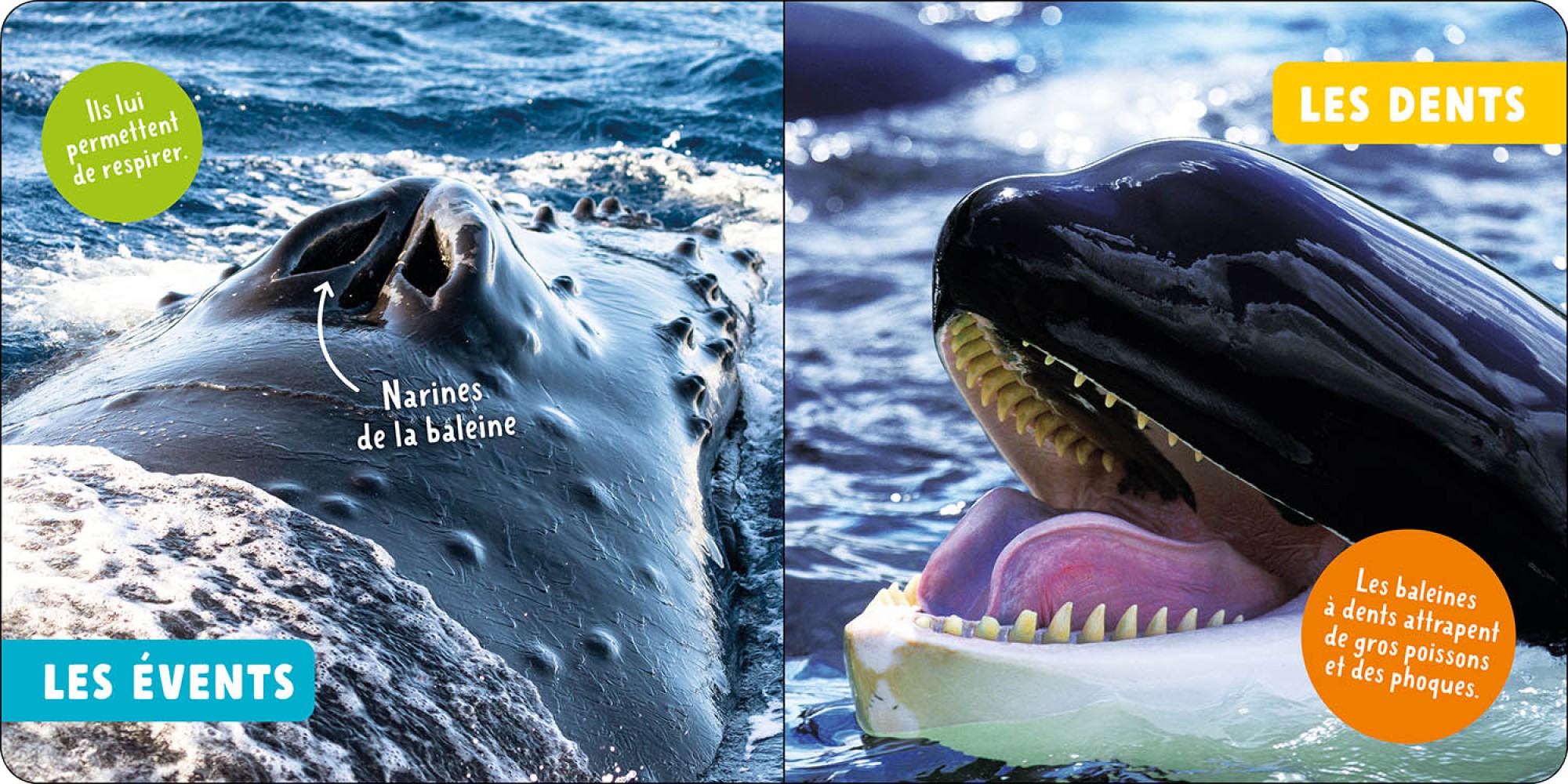 Baleines Et Autres Cétacés (Les)